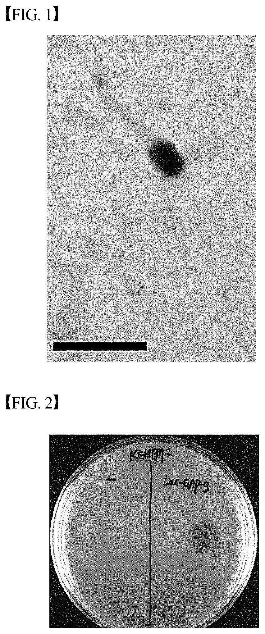 Novel lactococcusgarvieae bacteriophage lac-gap-3 and use thereof in inhibiting proliferation of lactococcusgarvieae bacteria
