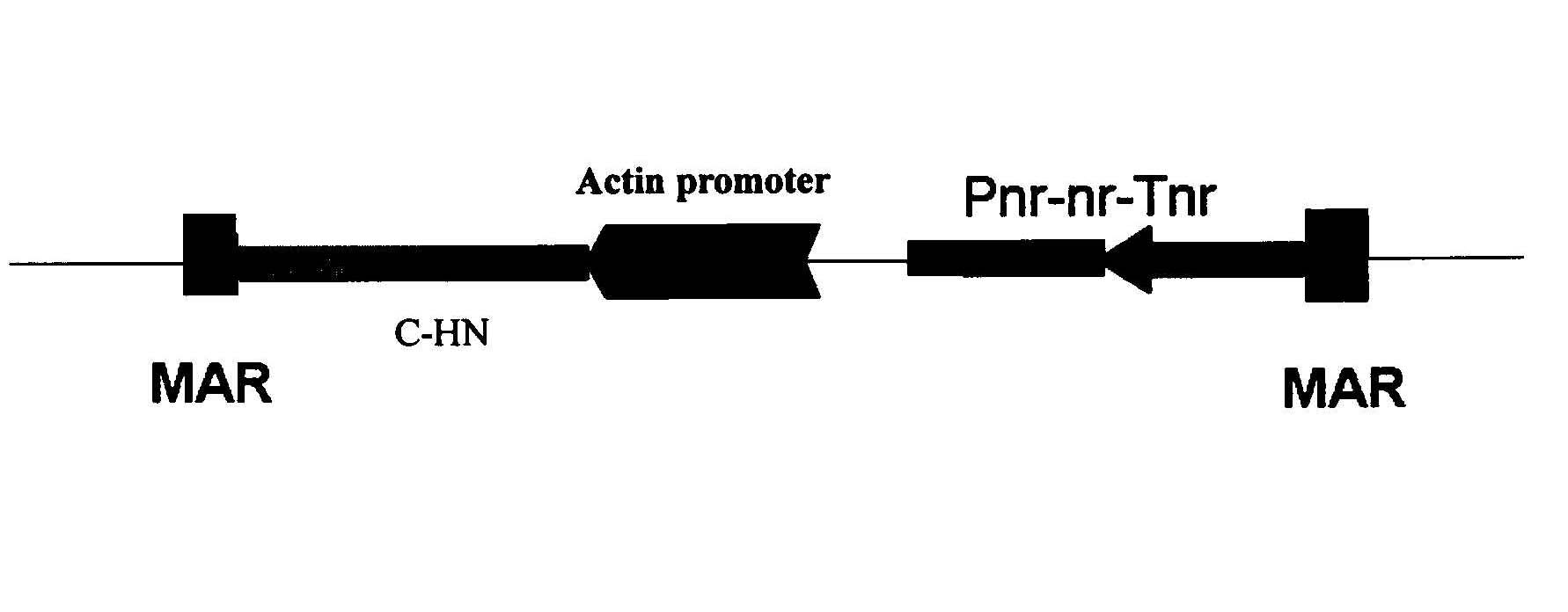 Method for preparing oral avian influenza vaccine from transgenic dunaliella