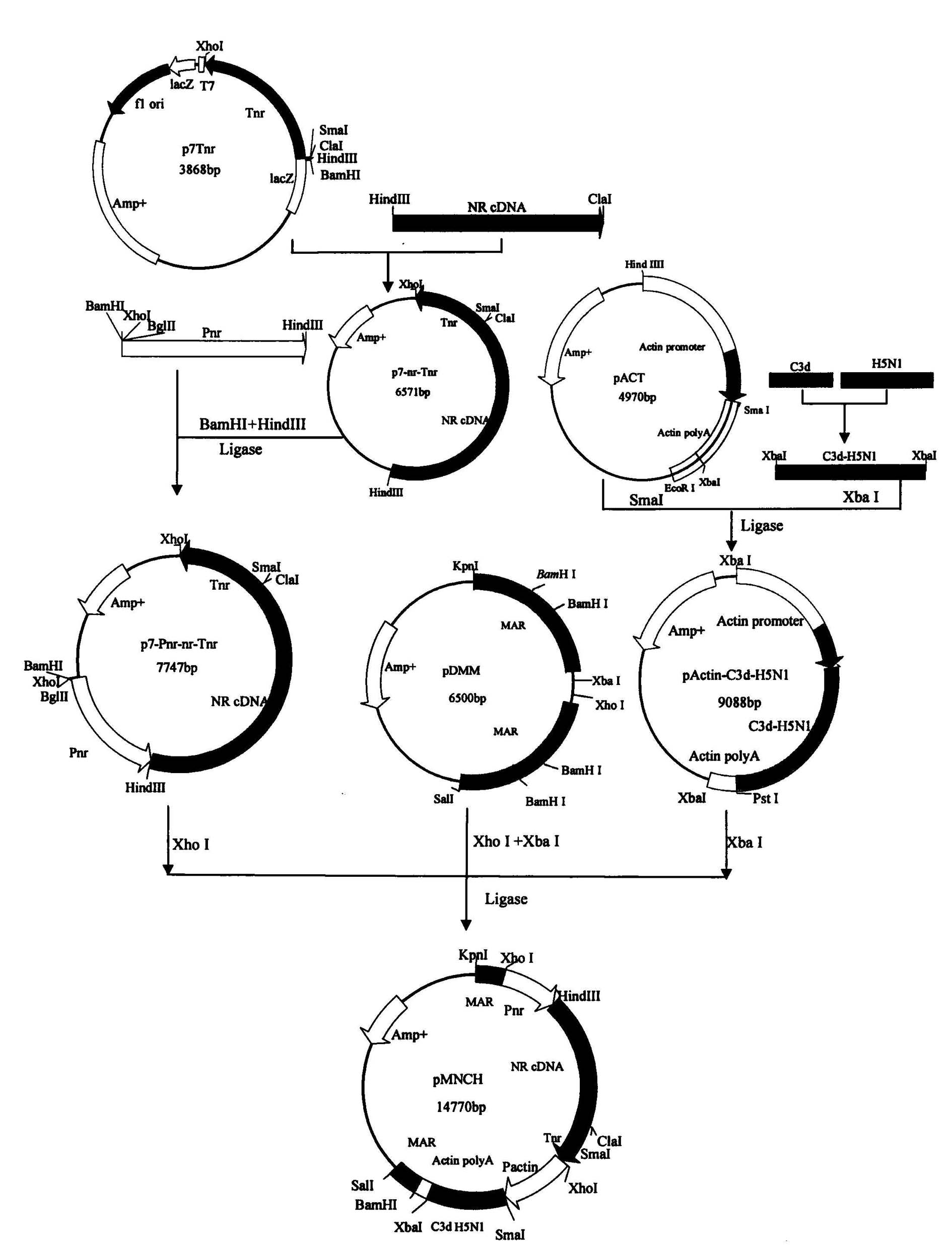 Method for preparing oral avian influenza vaccine from transgenic dunaliella