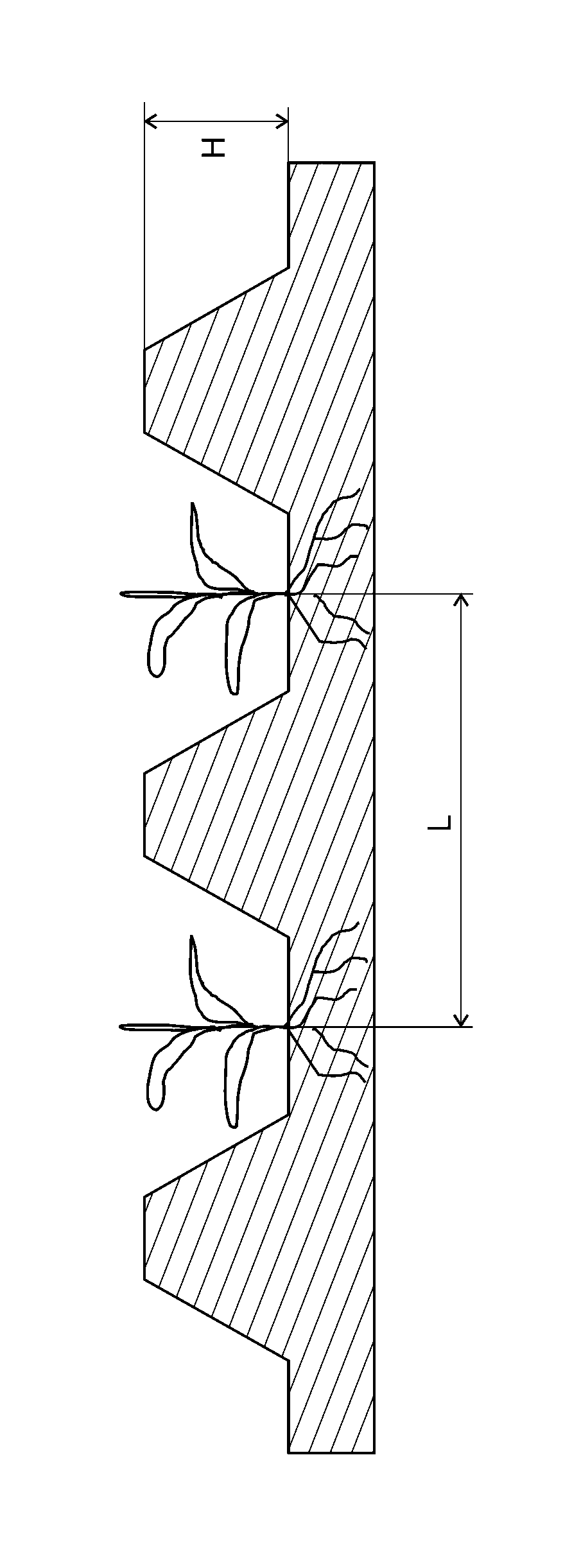 Method for soil heavy metal pollution remediation through grass family with enrichment capacity