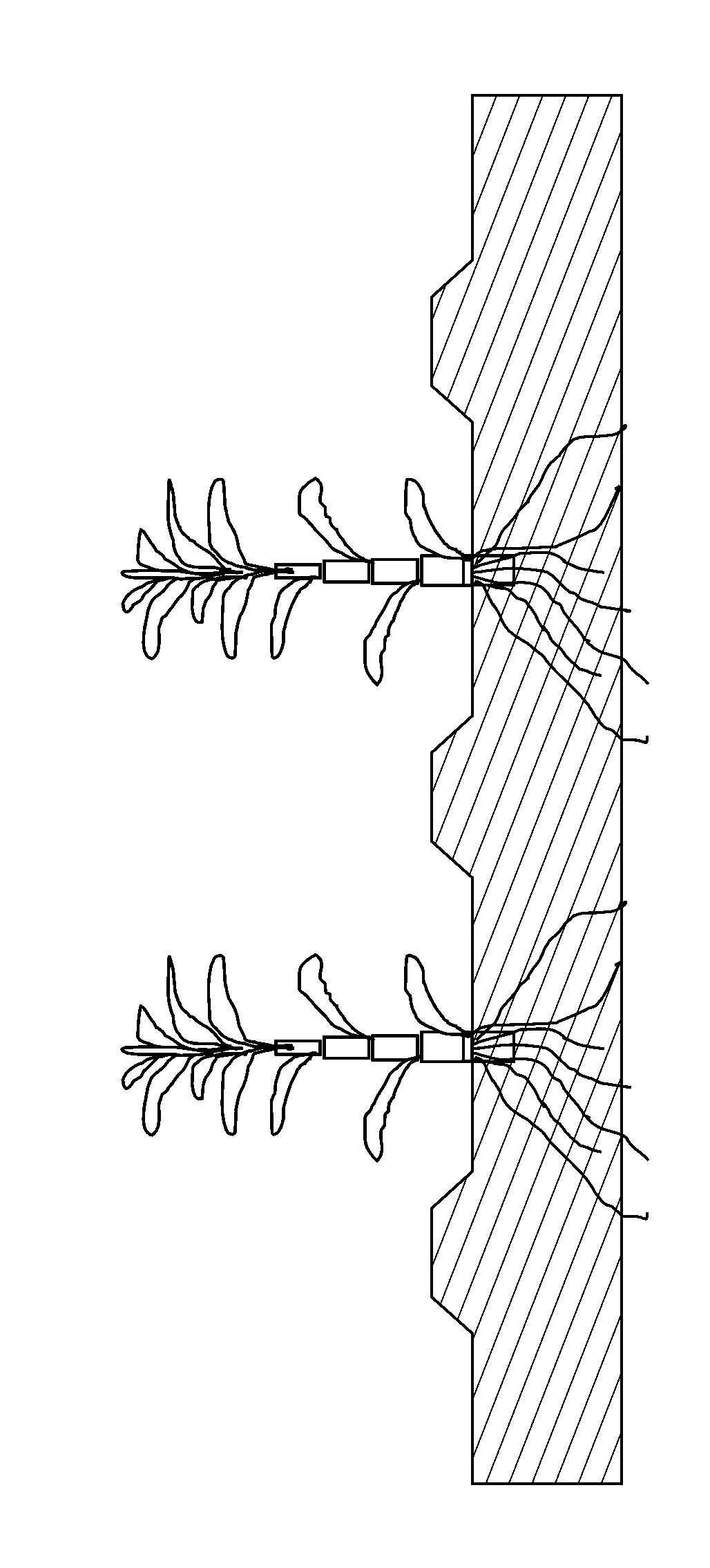 Method for soil heavy metal pollution remediation through grass family with enrichment capacity