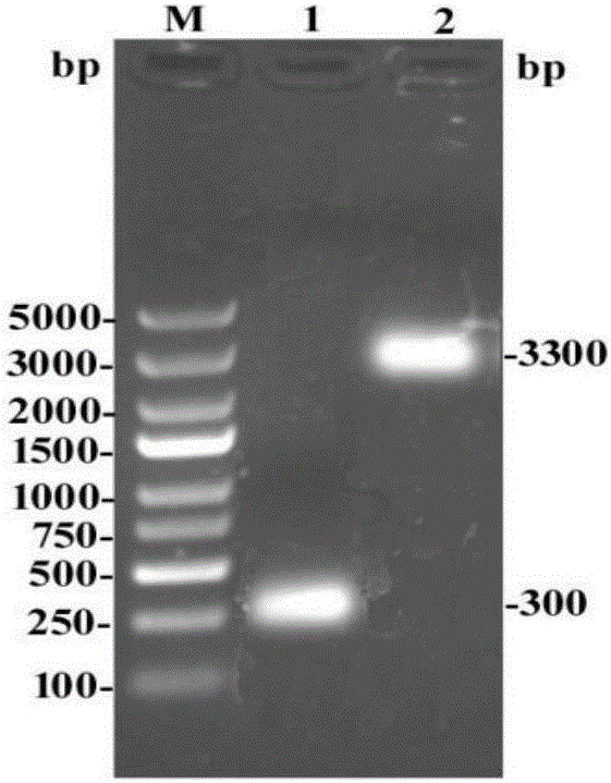 Method for increasing protein expression quantity by prolonging survival time of host cells of bombyx mori baculovirus expression system