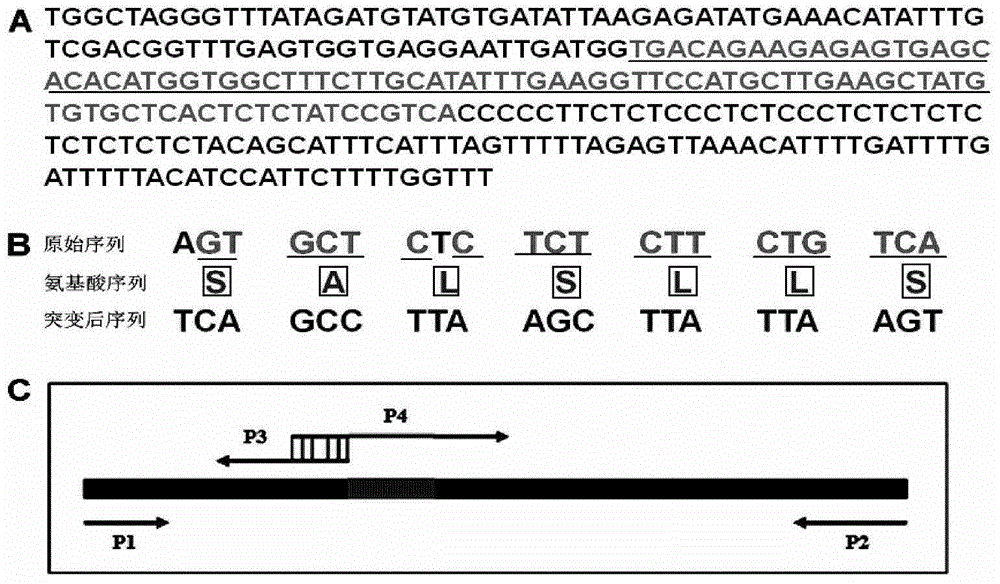 Method for regulating plant volatile oil content by using microrna156 and its target gene