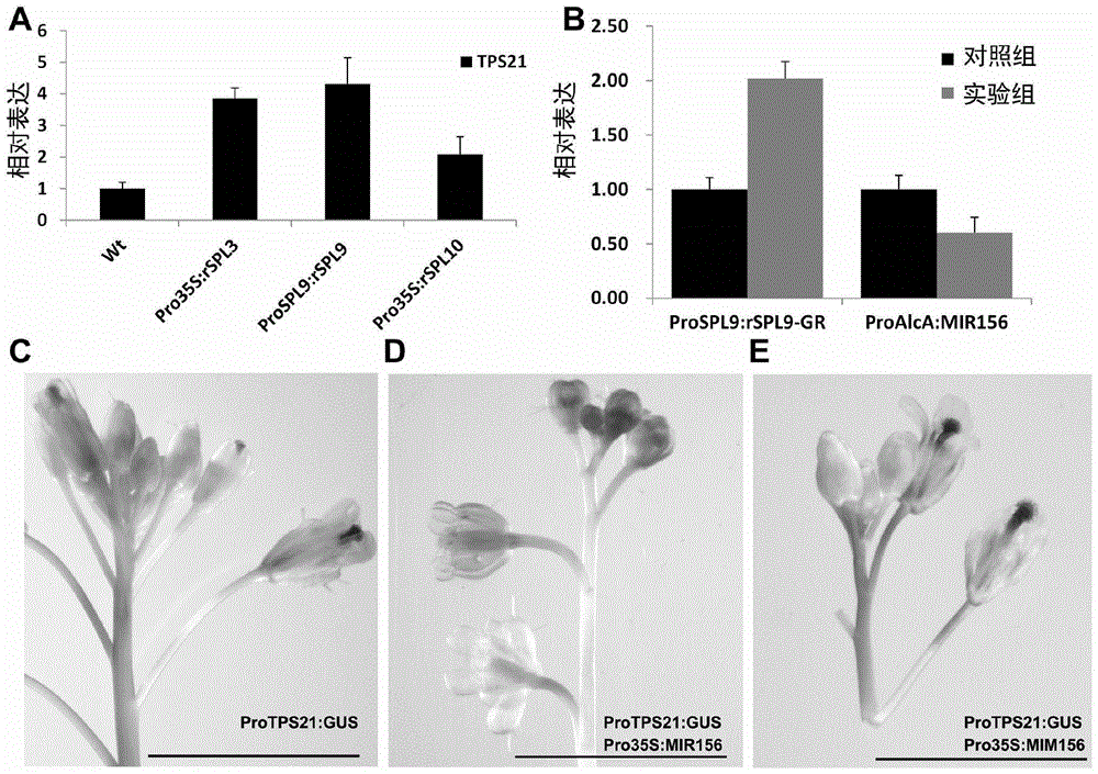 Method for regulating plant volatile oil content by using microrna156 and its target gene