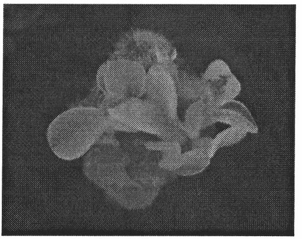 Method for regenerating plants of Chinese rose by using leaves as explants