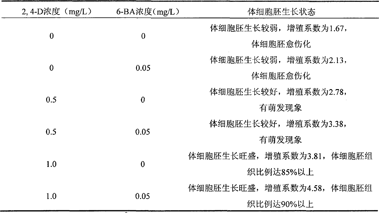 Method for regenerating plants of Chinese rose by using leaves as explants