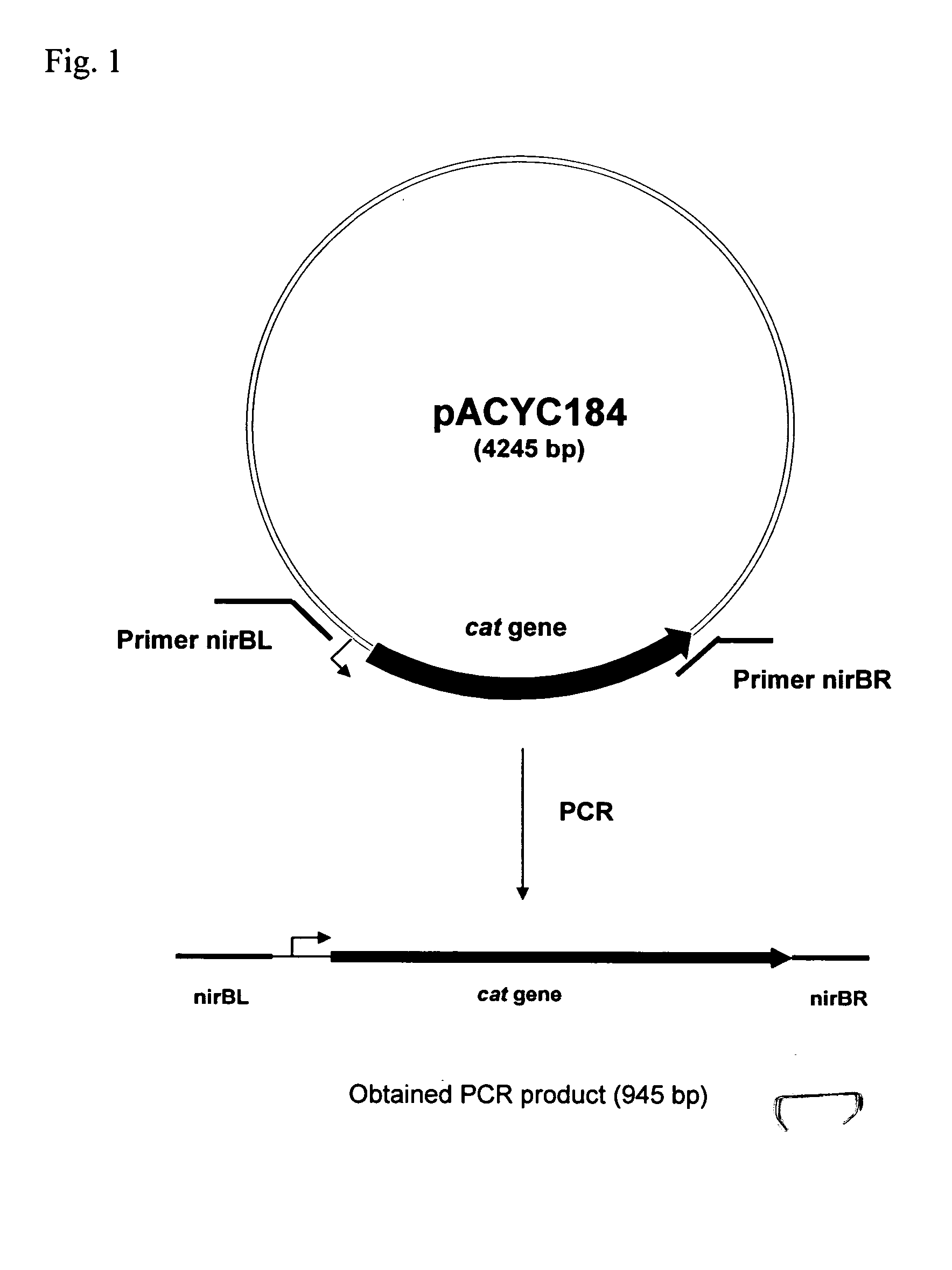 Method for producing L-amino acid using bacterium of Enterobacteriaceae family, having nir operon inactivated
