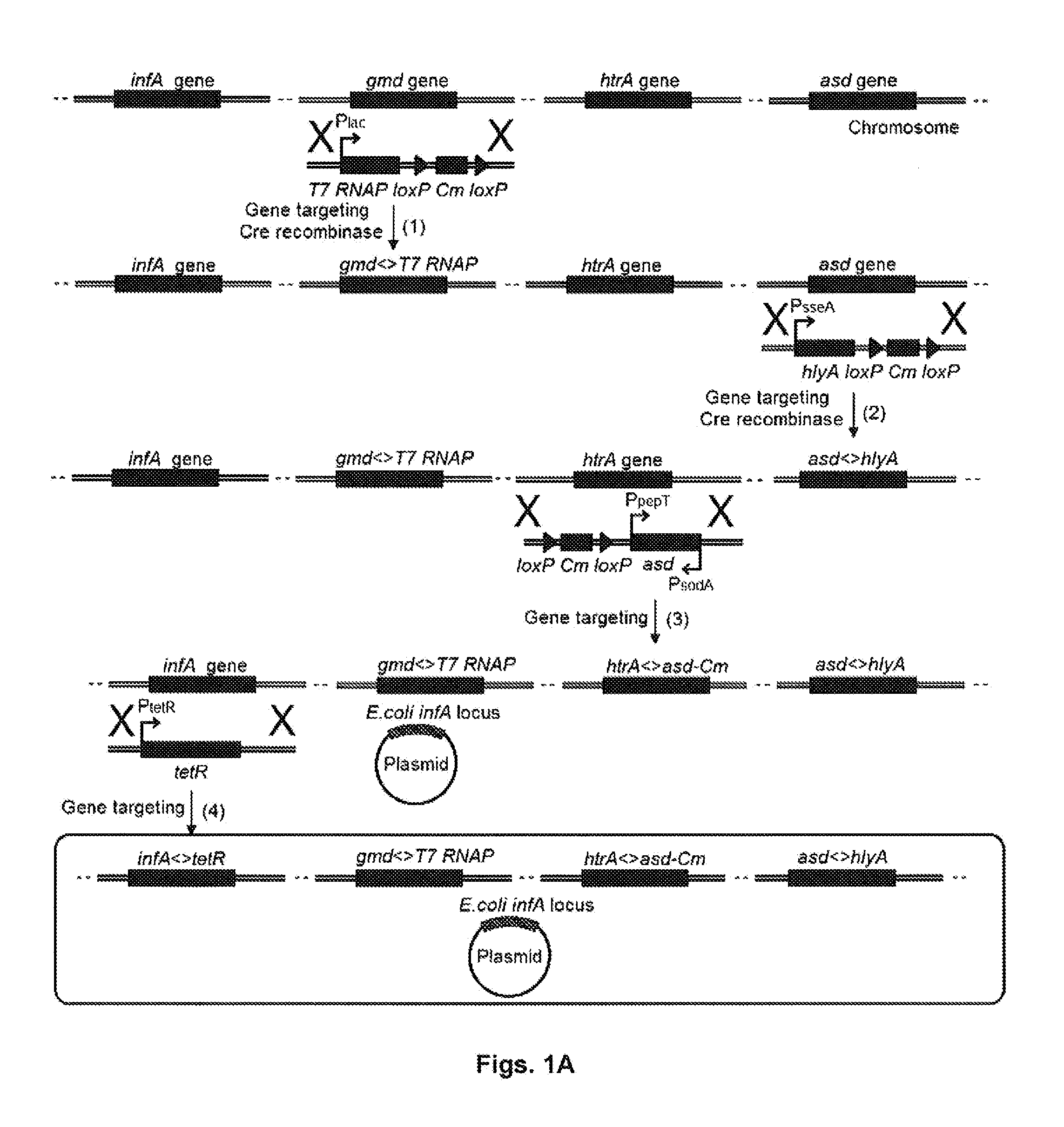 Therapeutic delivery and expression system, methods and uses thereof