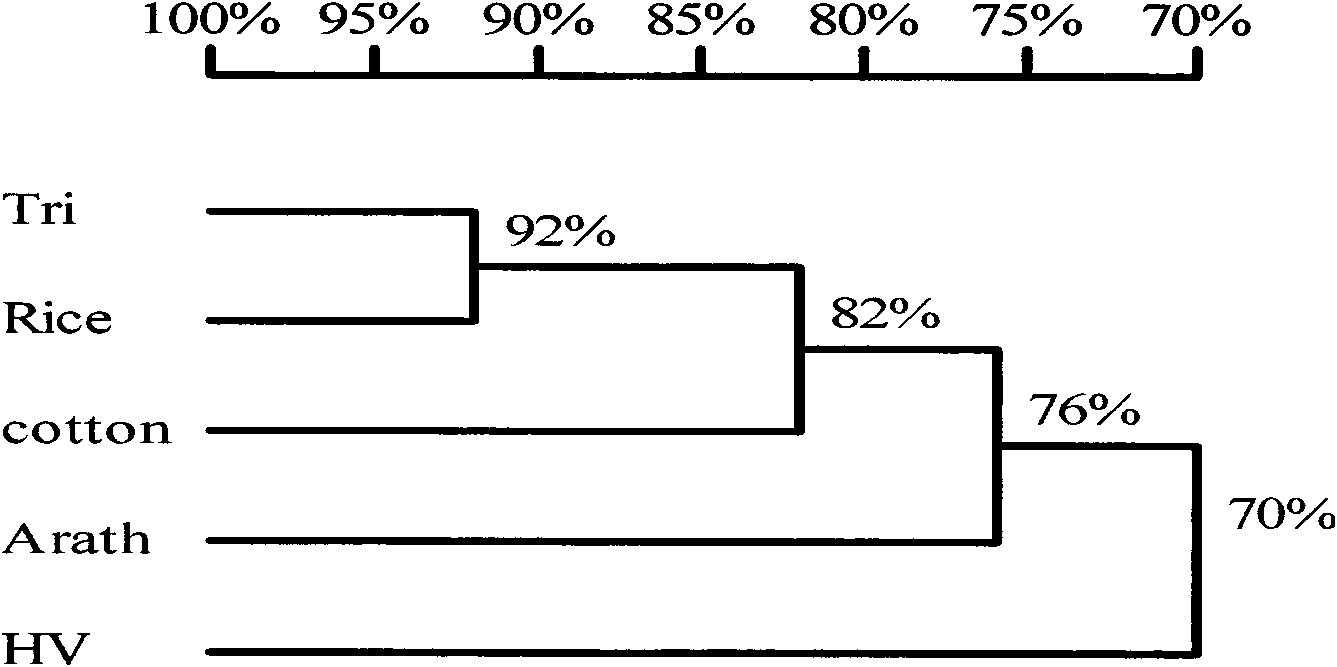 Acetyl coenzyme A synthetase gene relevant to wheat yellow rust resistance