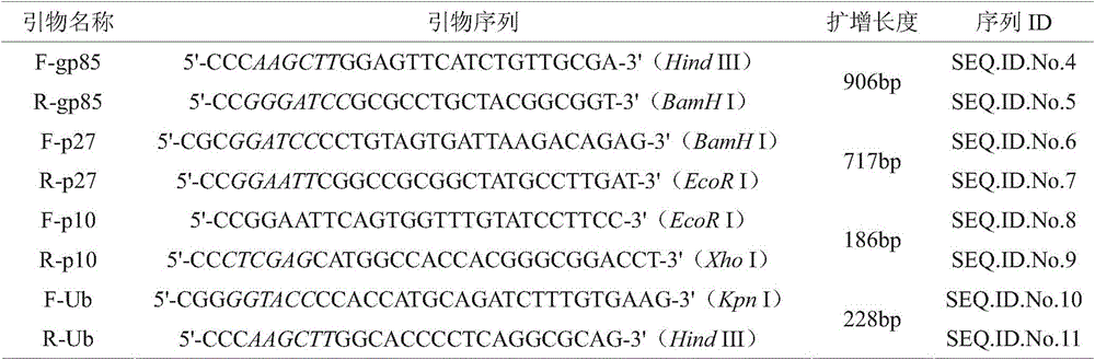 Ubiquitin-mediated recombinant plasmid expressing avian leukosis virus subgroup J gp85, p27 and p10 genes, and construction method and application thereof