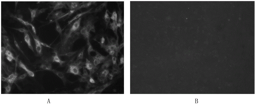 Ubiquitin-mediated recombinant plasmid expressing avian leukosis virus subgroup J gp85, p27 and p10 genes, and construction method and application thereof