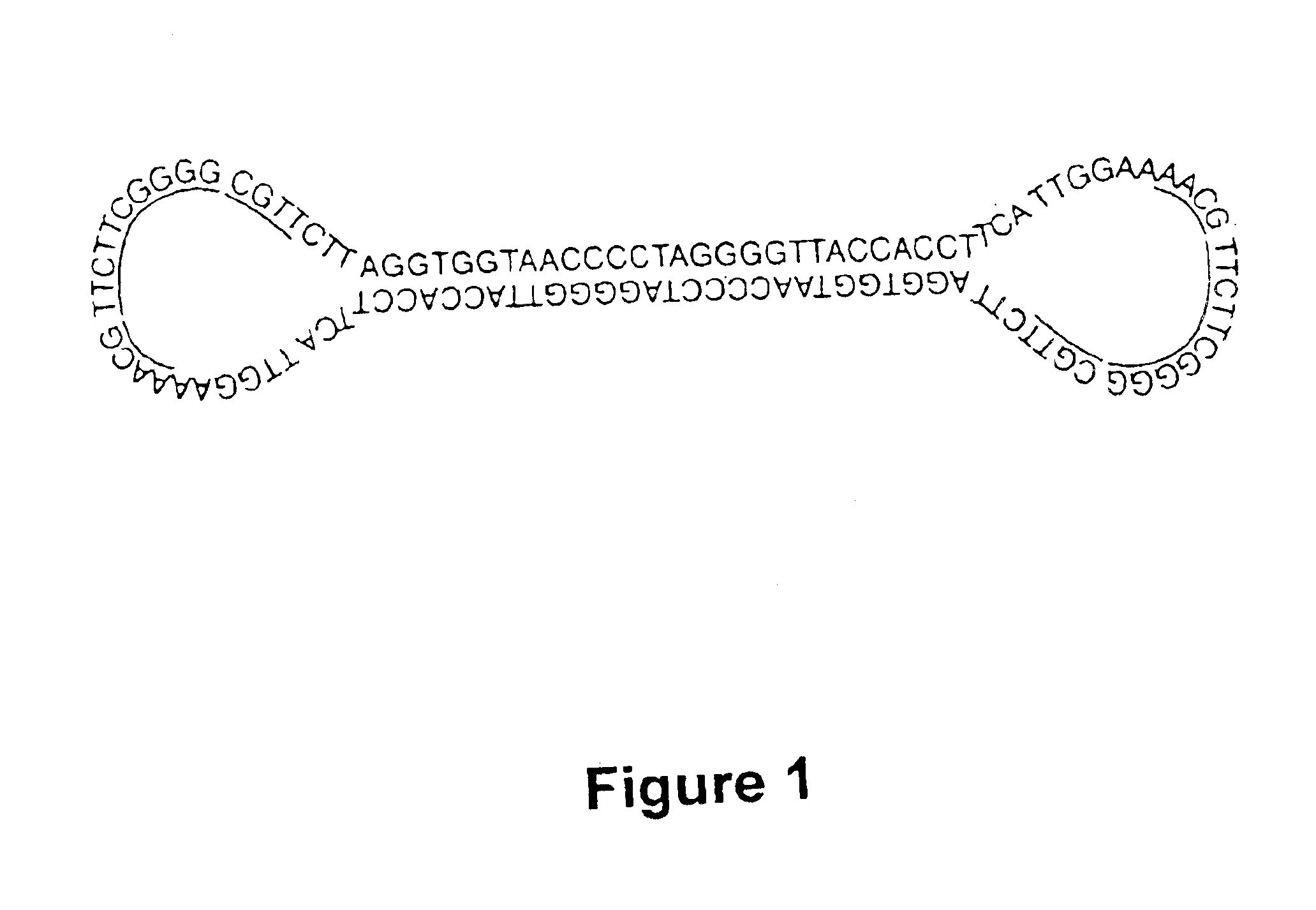Covalently closed nucleic acid molecules for immunostimulation
