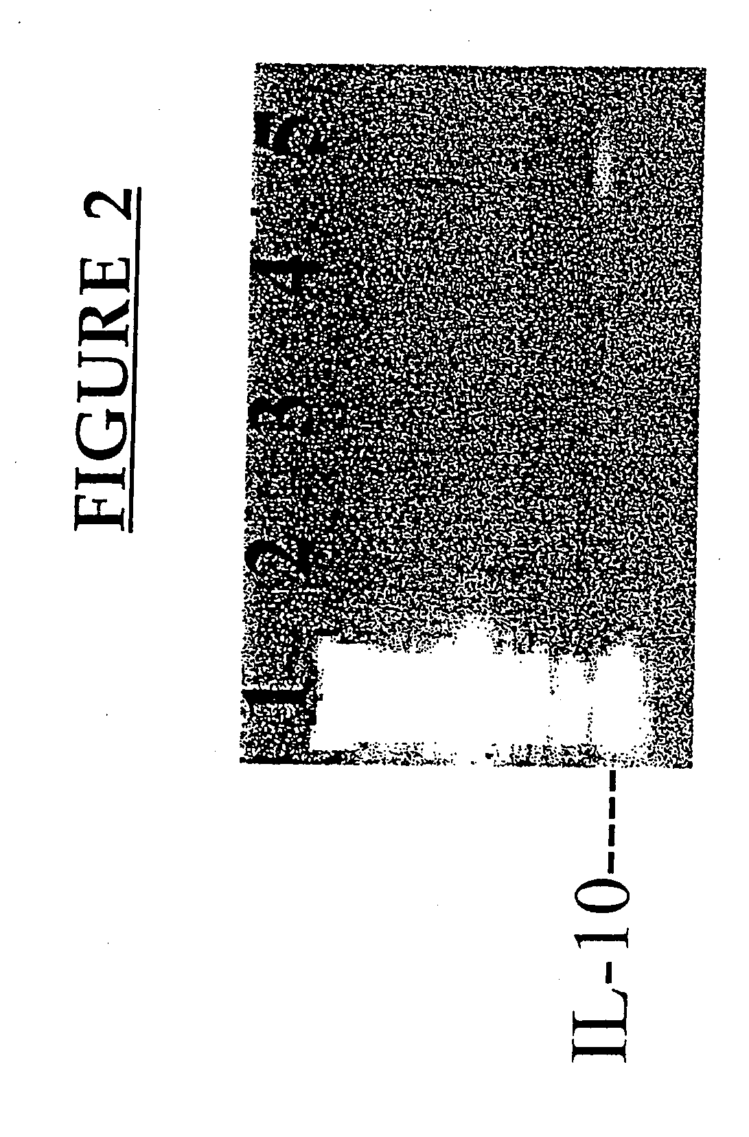 Methods and Compositions for Modulating Immunity