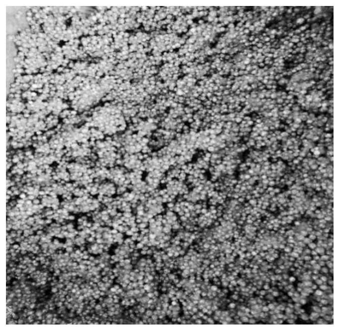 Thermal insulation concrete with spontaneous combustion coal gangue aggregate self-compacting structure and preparation method of thermal insulation concrete
