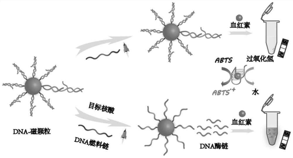 Colorimetric sensor assembled based on magnetic particles and isothermal nucleic acid amplification method as well as preparation method and application of colorimetric sensor