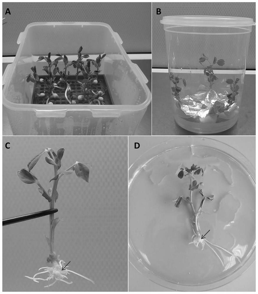 Method for establishing agrobacterium rhizogenes-mediated vegetable pea genetic transformation system