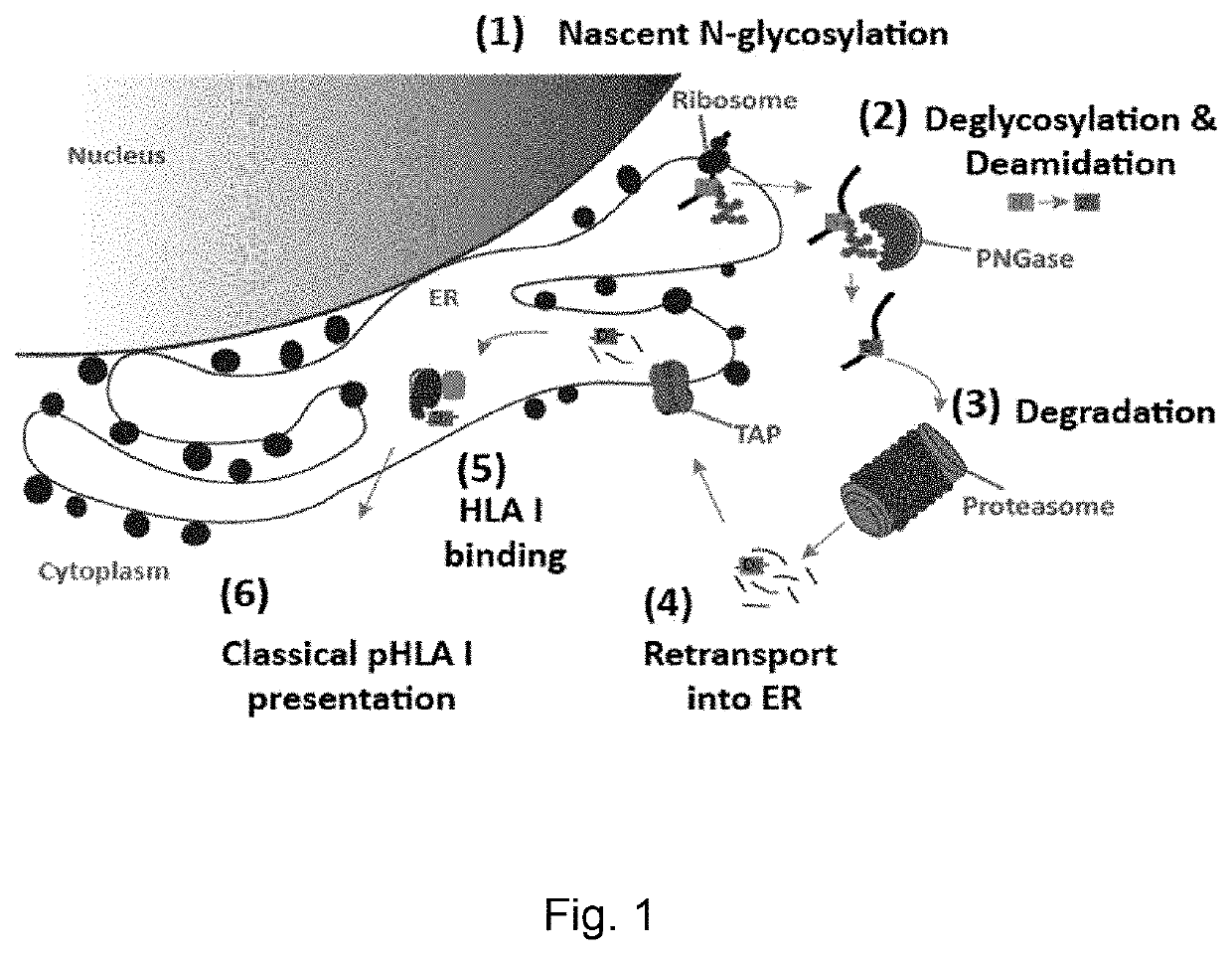 Amidated peptides and their deamidated counterparts displayed by non-hla-a*02 for use in immunotherapy against different types of cancers