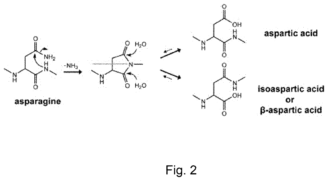 Amidated peptides and their deamidated counterparts displayed by non-hla-a*02 for use in immunotherapy against different types of cancers