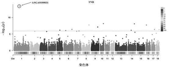 Molecular marker related to sow reproductive traits, screening method and application