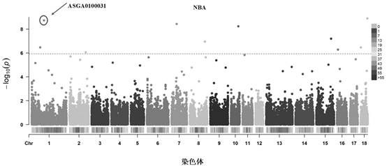 Molecular marker related to sow reproductive traits, screening method and application