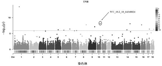 Molecular marker related to sow reproductive traits, screening method and application