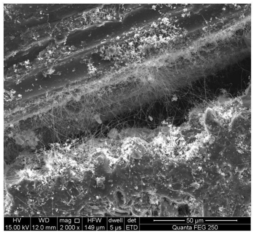 A kind of in situ growth SiC nanowire modified SiC  <sub>f</sub> Preparation method and application of /sic ceramic matrix composite material