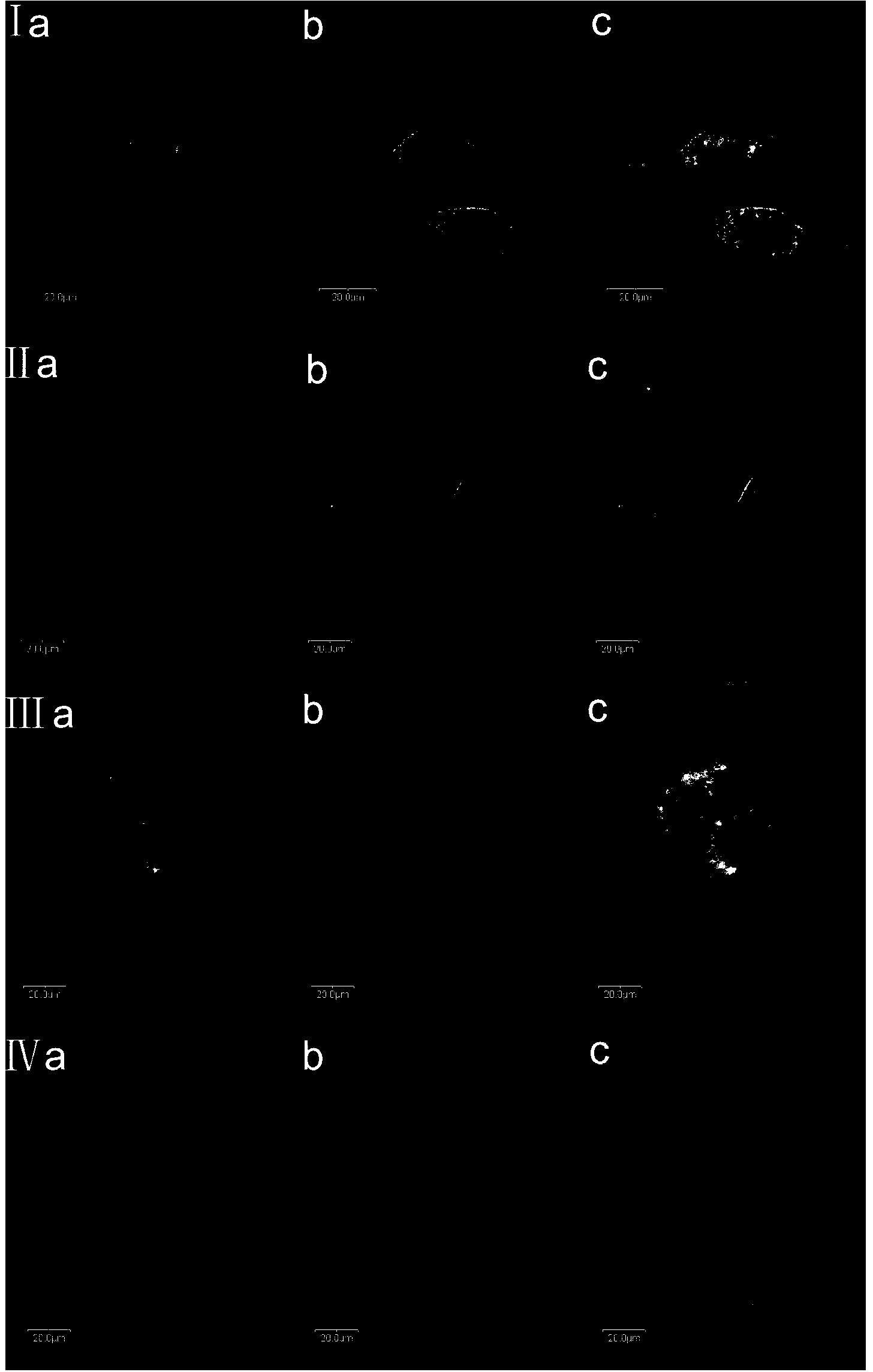 Single/double-photon acidic cell organelle fluorescent probe and application thereof