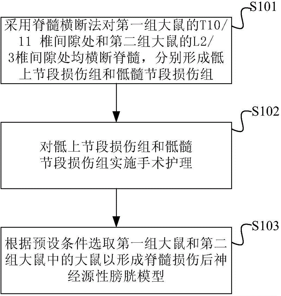 Rat spinal-cord-injured neurogenic bladder model and preparation method thereof