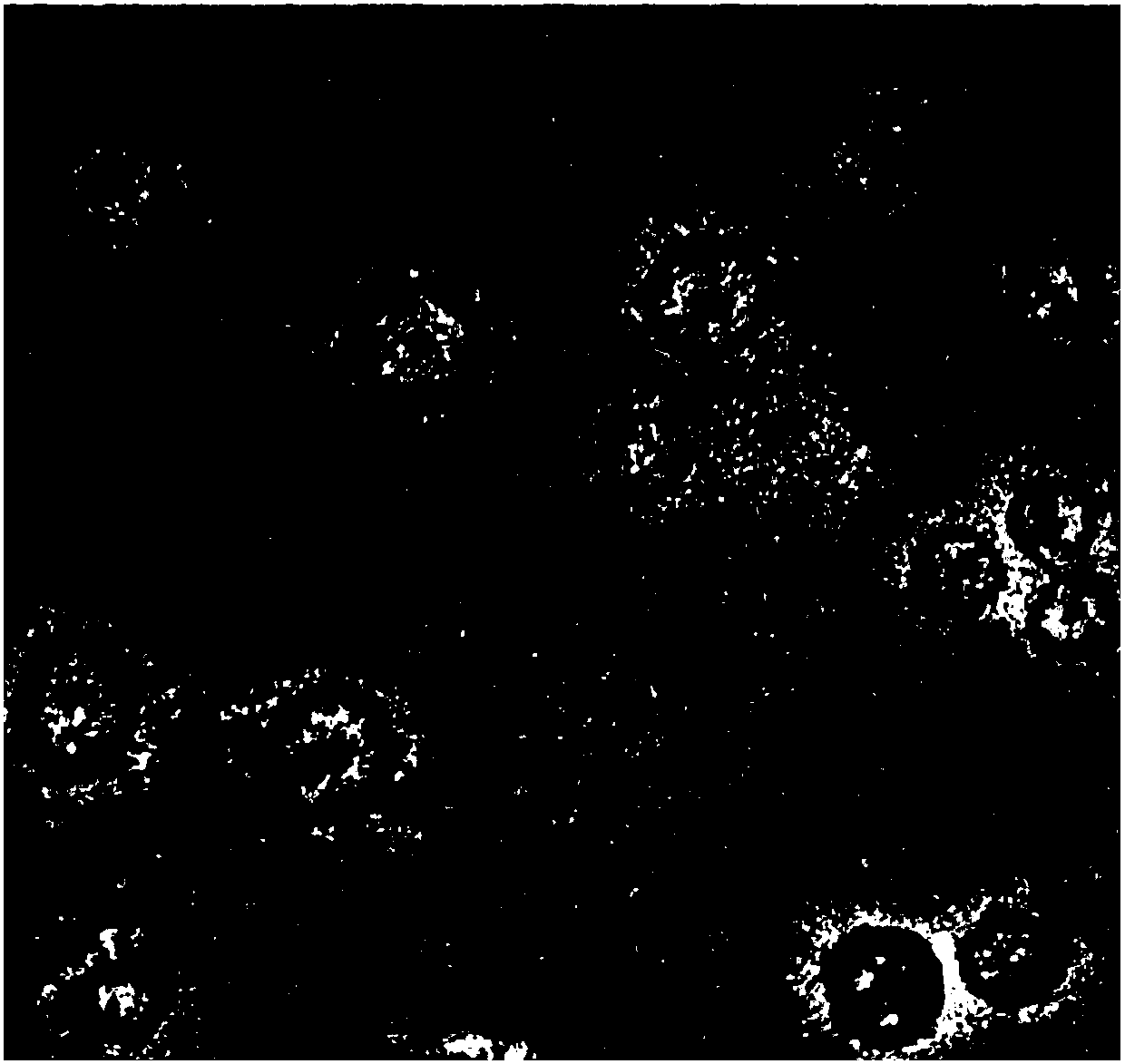 AIE molecules-loaded liposome dispersion liquid and preparation method and application thereof