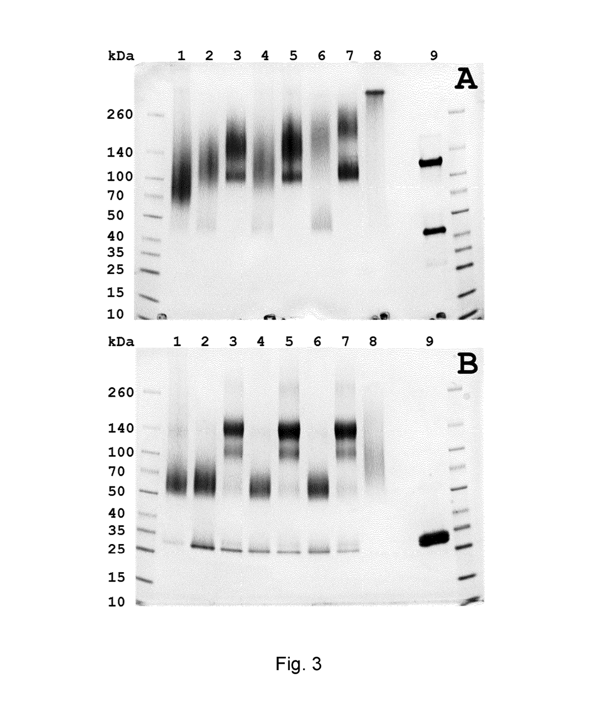 Conjugates Comprising an Anti-EGFR1 Antibody