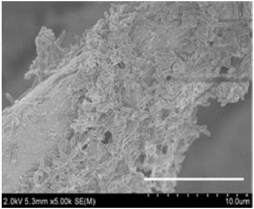 Rhodococcus pyridinovorans and application thereof in microbial fuel cell