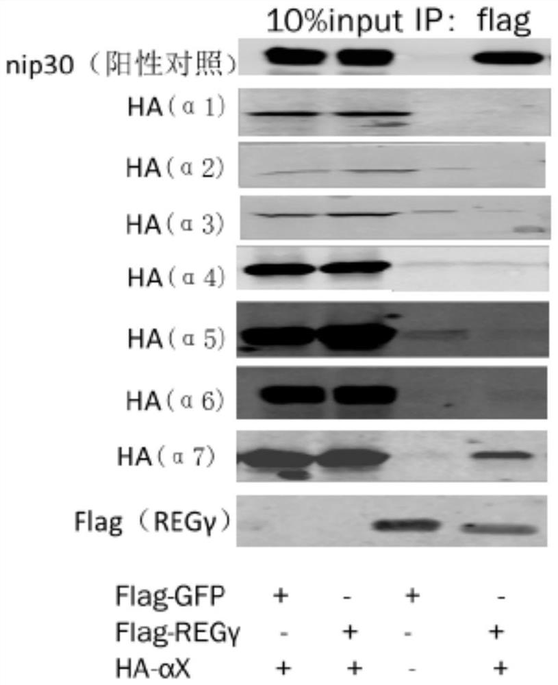 A screening system and application of regγ-20s proteasome inhibitors