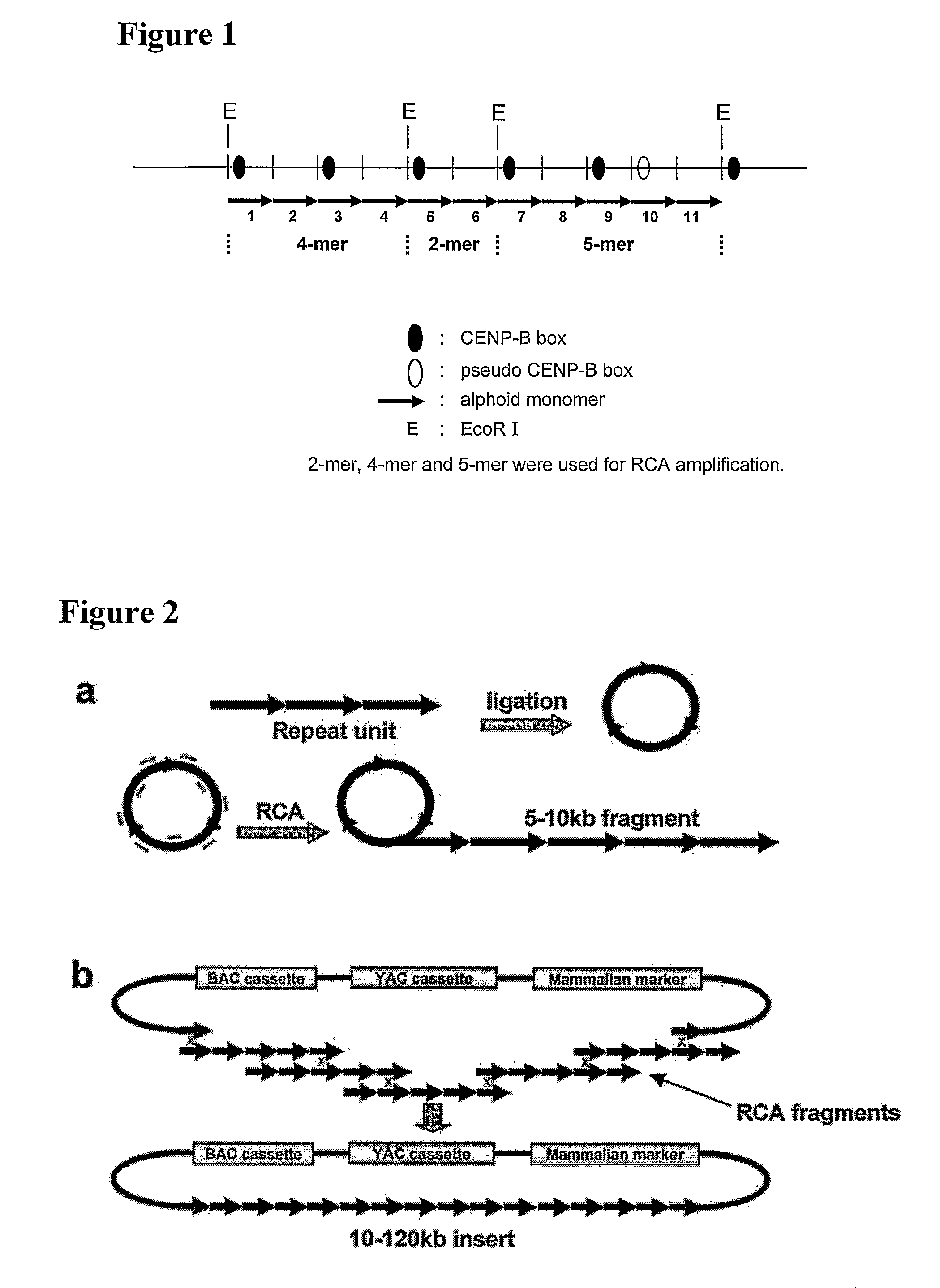 Rapid generation of long synthetic centromeric tandem repeats for mammalian artificial chromosome formation