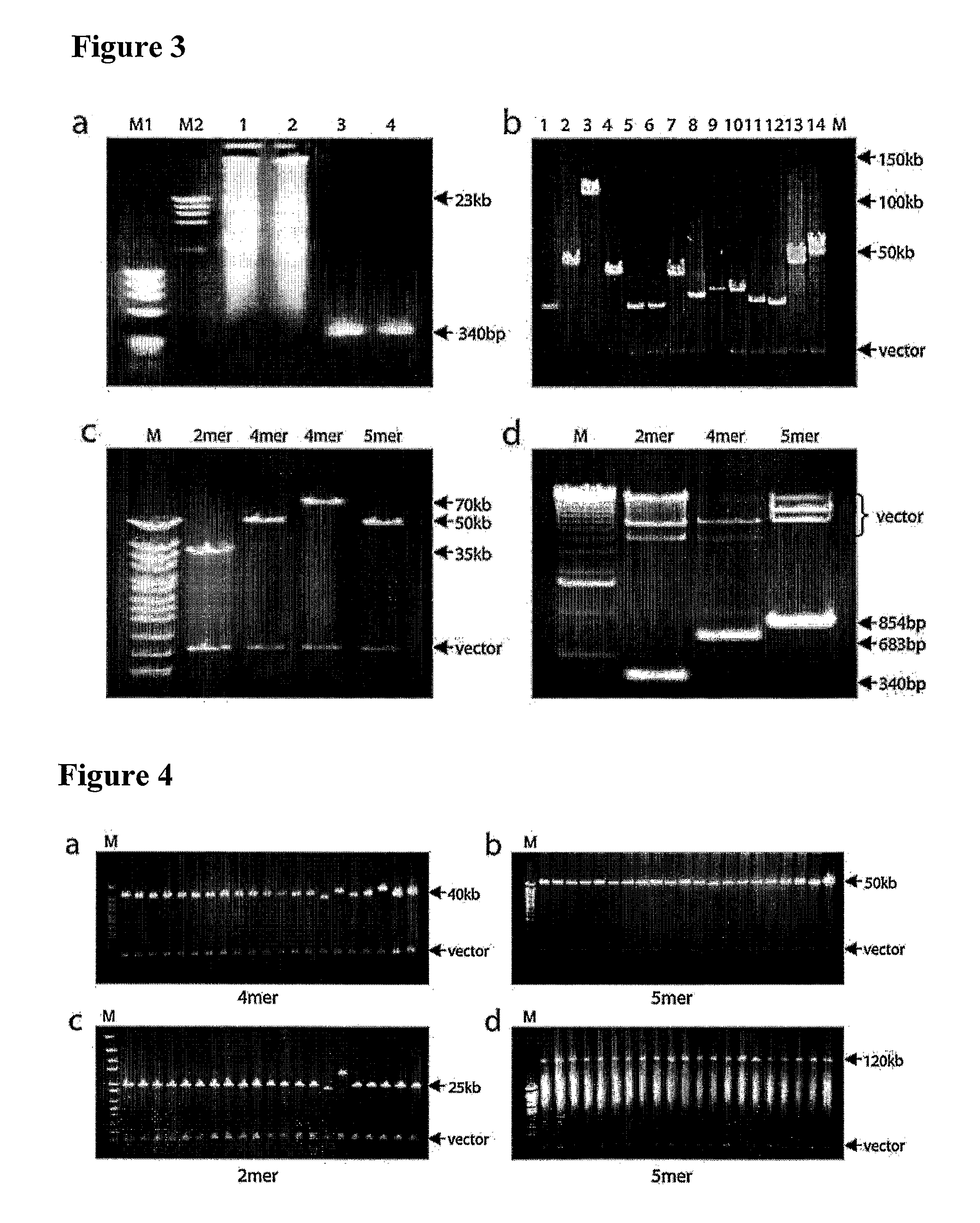 Rapid generation of long synthetic centromeric tandem repeats for mammalian artificial chromosome formation