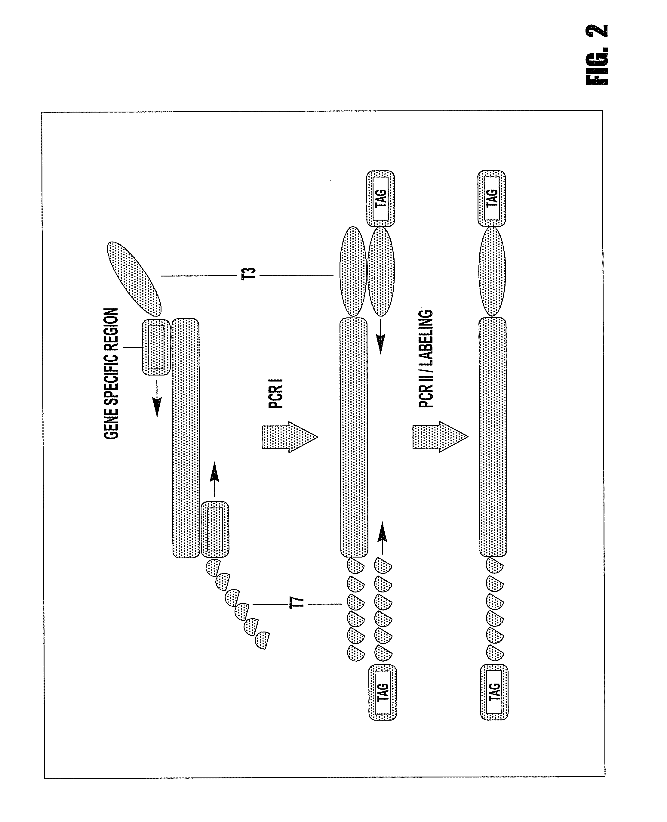 Methods for identifying multiple DNA alteration markers in a large background of wild-type DNA