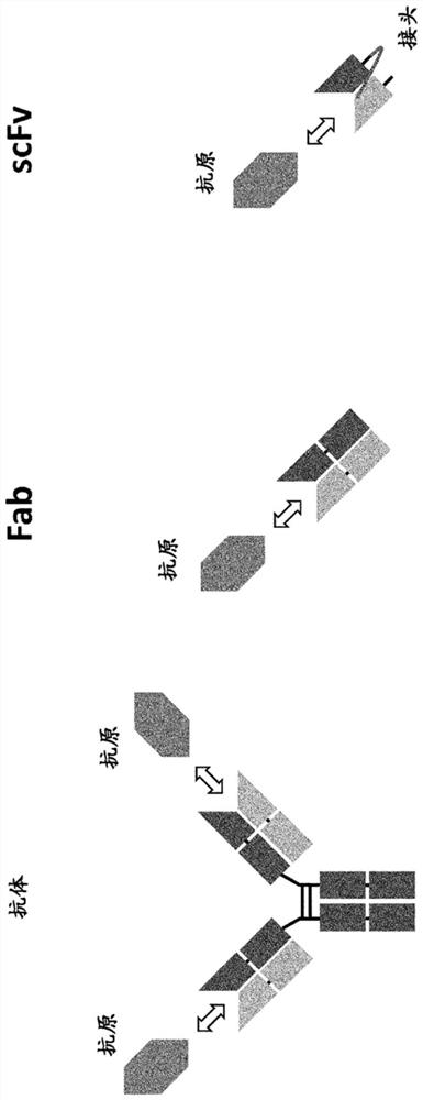 Artificial protein containing antigen-binding region of antibody and being fused with physiologically active peptide