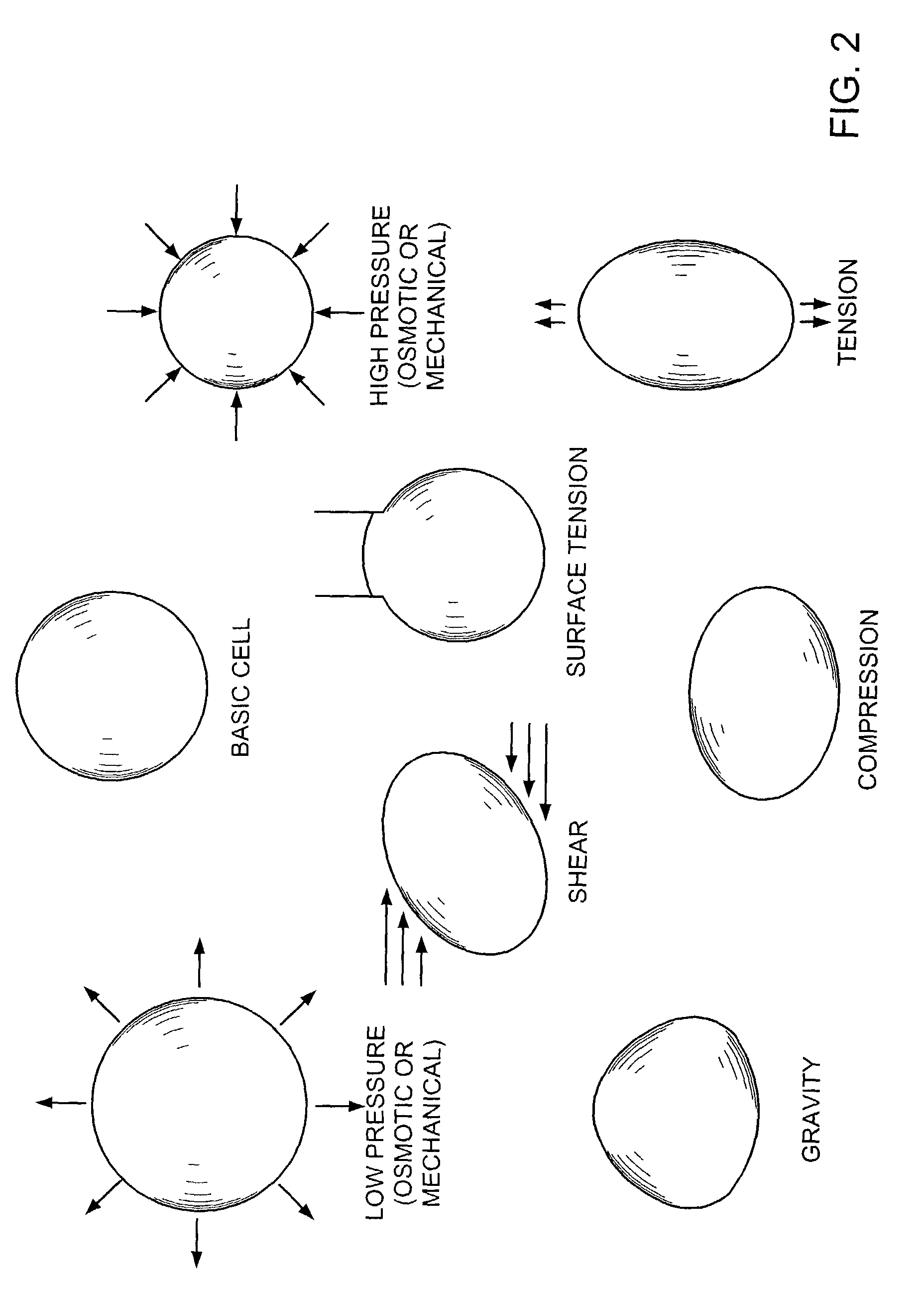 Methods and apparatus for application of micro-mechanical forces to tissues