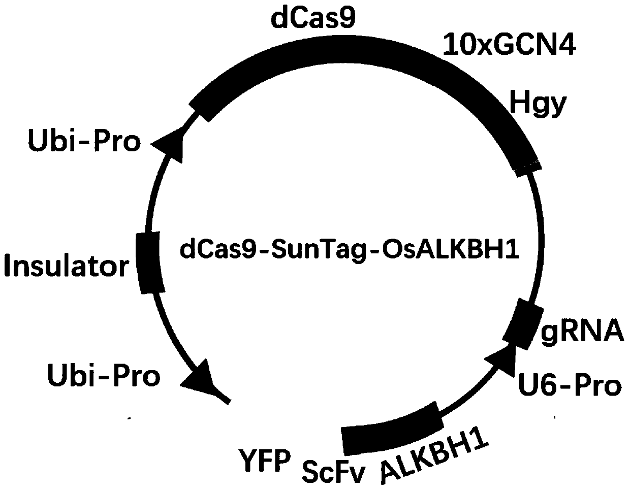 Method for efficiently converting gene module and line for rice leaf sheath protoplast