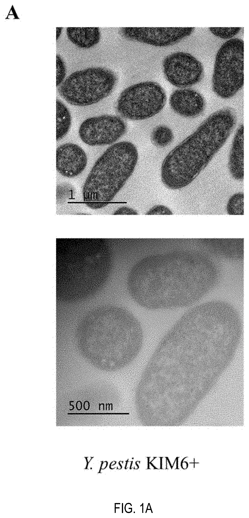 Self-adjuvanting yersinia outer membrane vesicle as a vaccine against plague, anthrax and pseudomonas infection