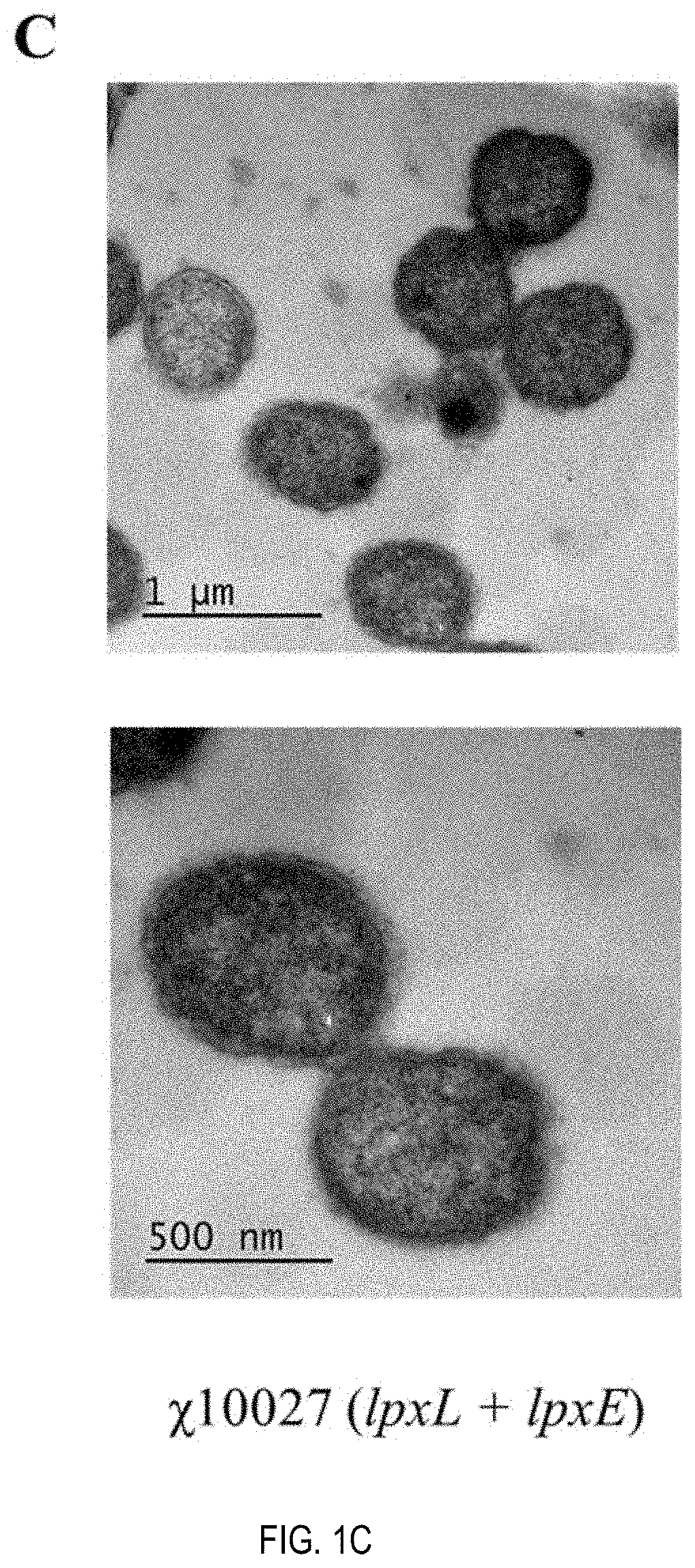 Self-adjuvanting yersinia outer membrane vesicle as a vaccine against plague, anthrax and pseudomonas infection