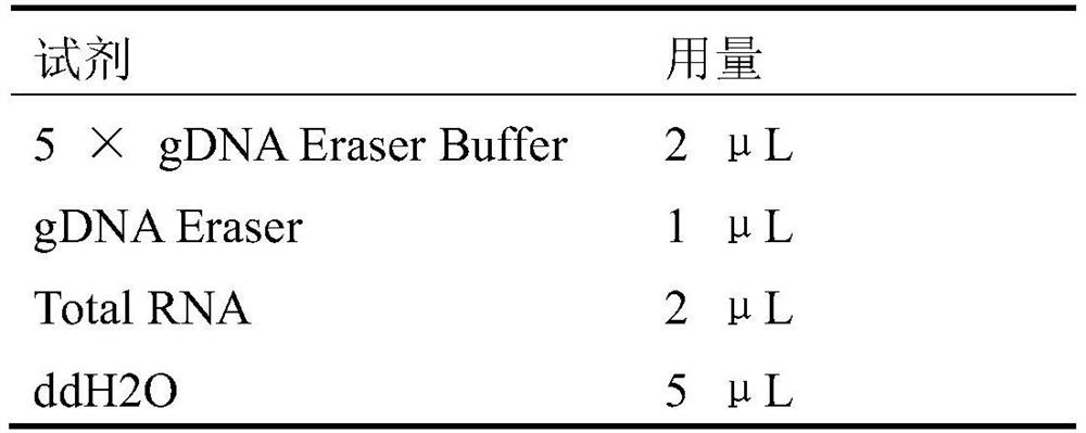 Molecular markers and applications of tmem18 gene related to chicken growth traits