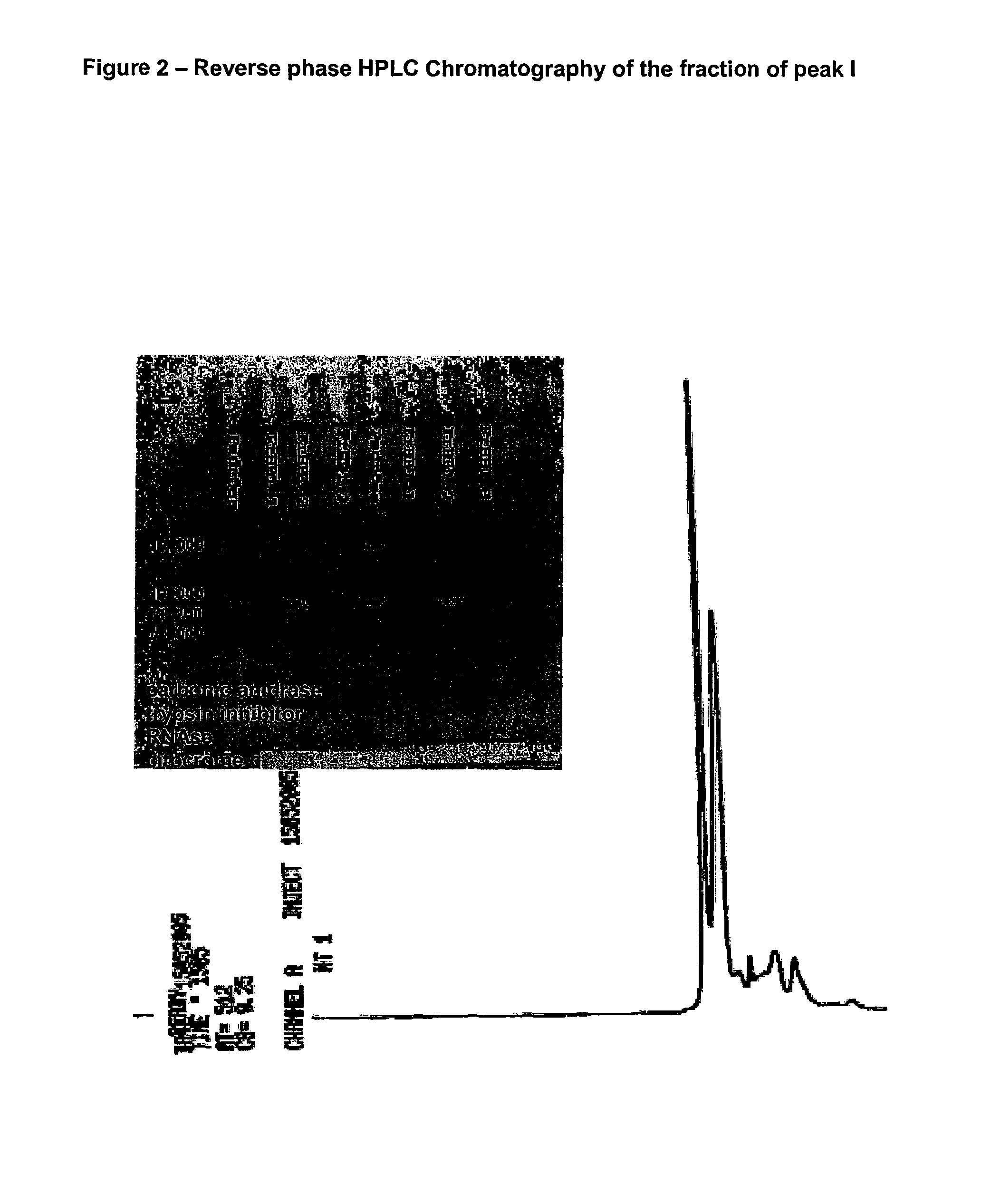 Accelerated angiogenesis-inducing protein, compositions inducing accelerated angiogenesis and uses thereof