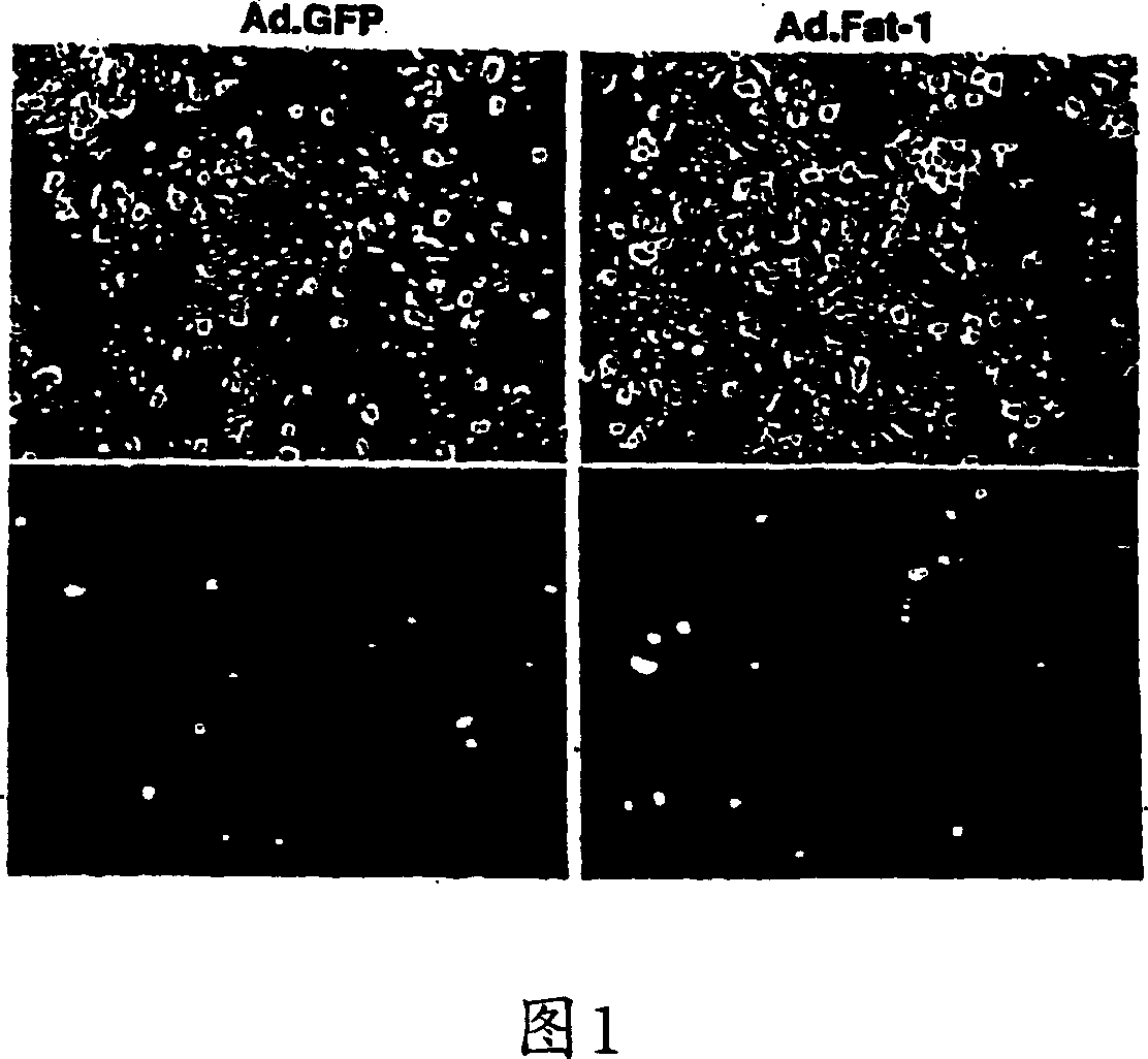 Compositions and methods for modifying the content of polyunsaturated fatty acids in biological cells
