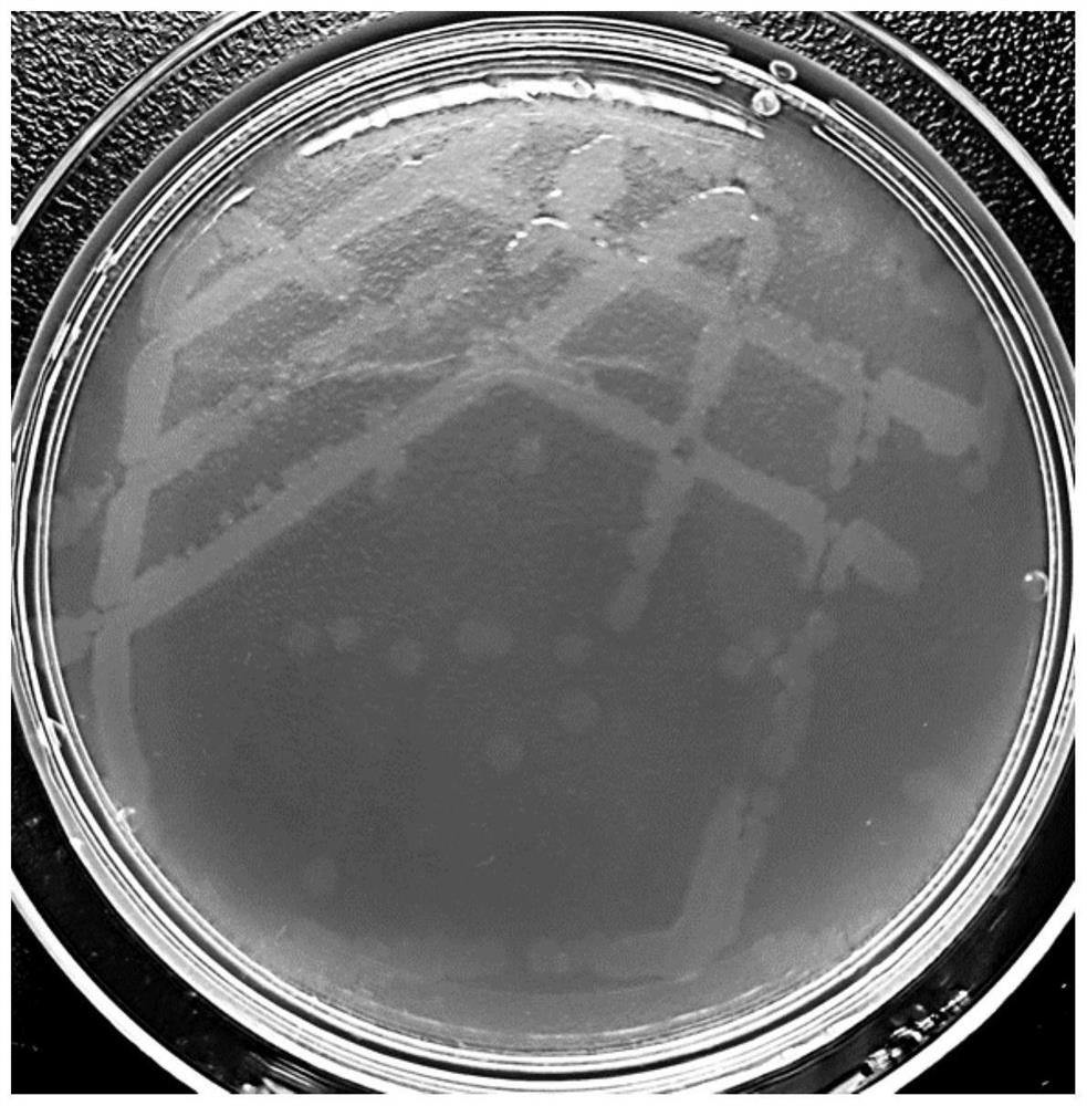 Bacillus velezensis bred by ultrasonic-assisted adaptive evolution and application of bacillus velezensis