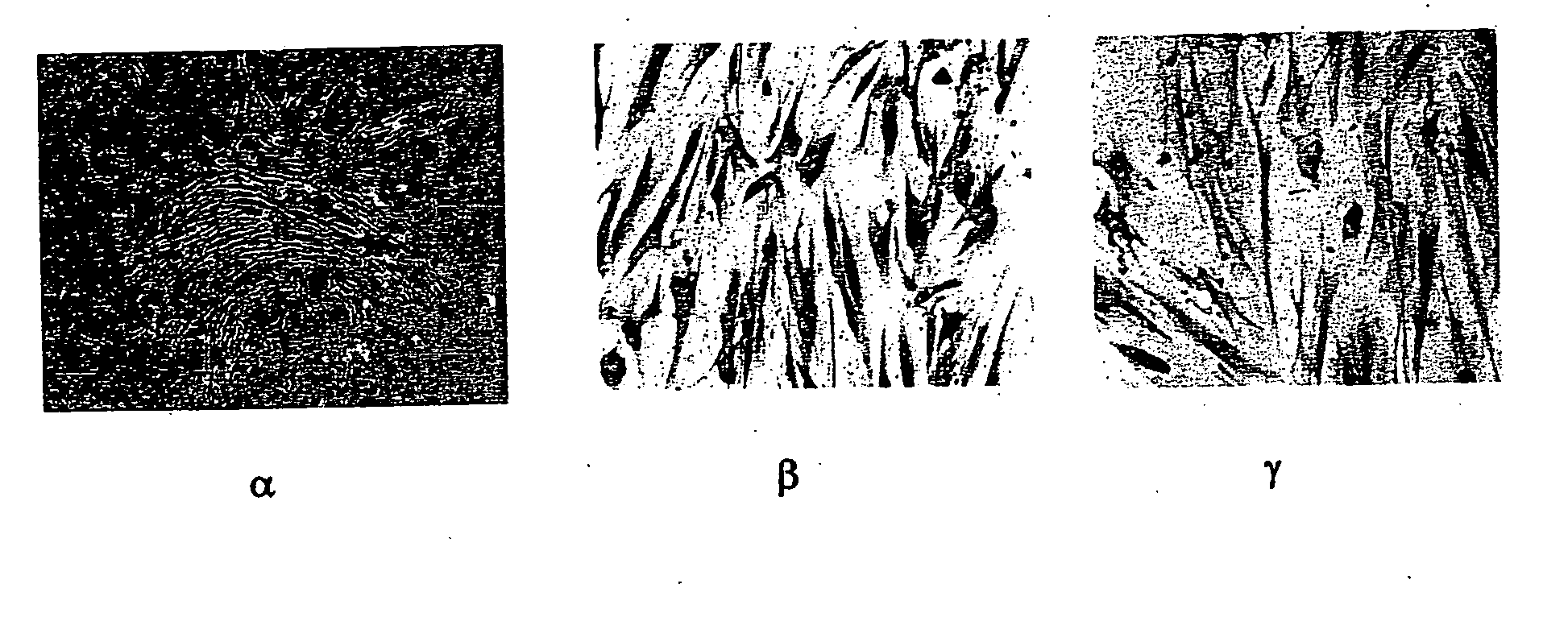 Pluripotent embryonic-like stem cells derived from teeth and uses thereof