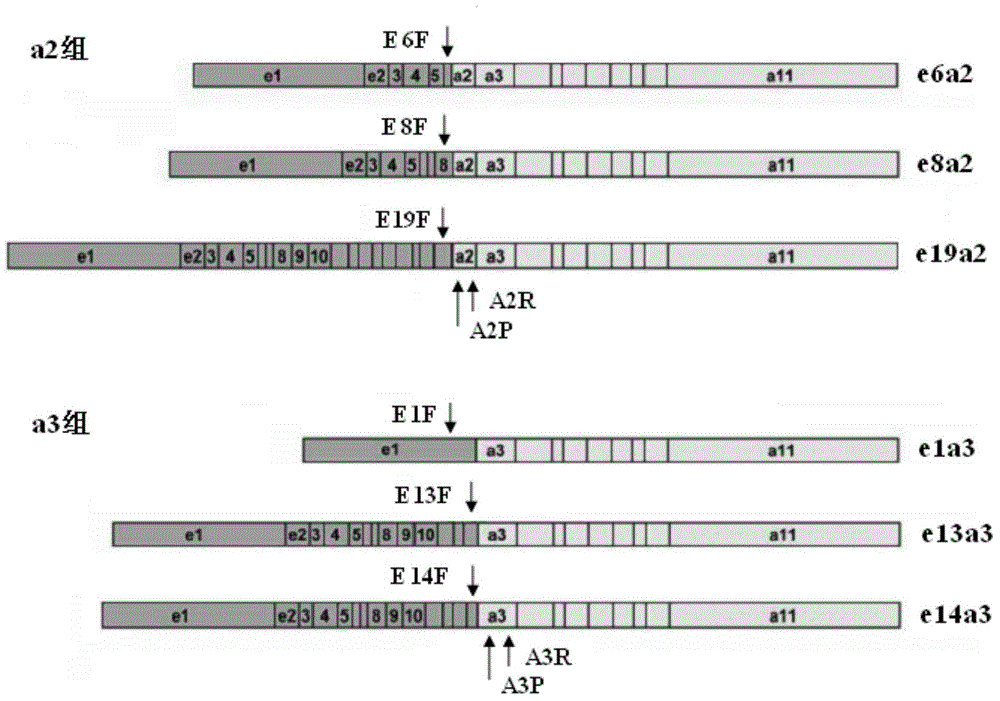 Method, primer, probe and kit for screening and identifying BCR-ABL unusual fusion types