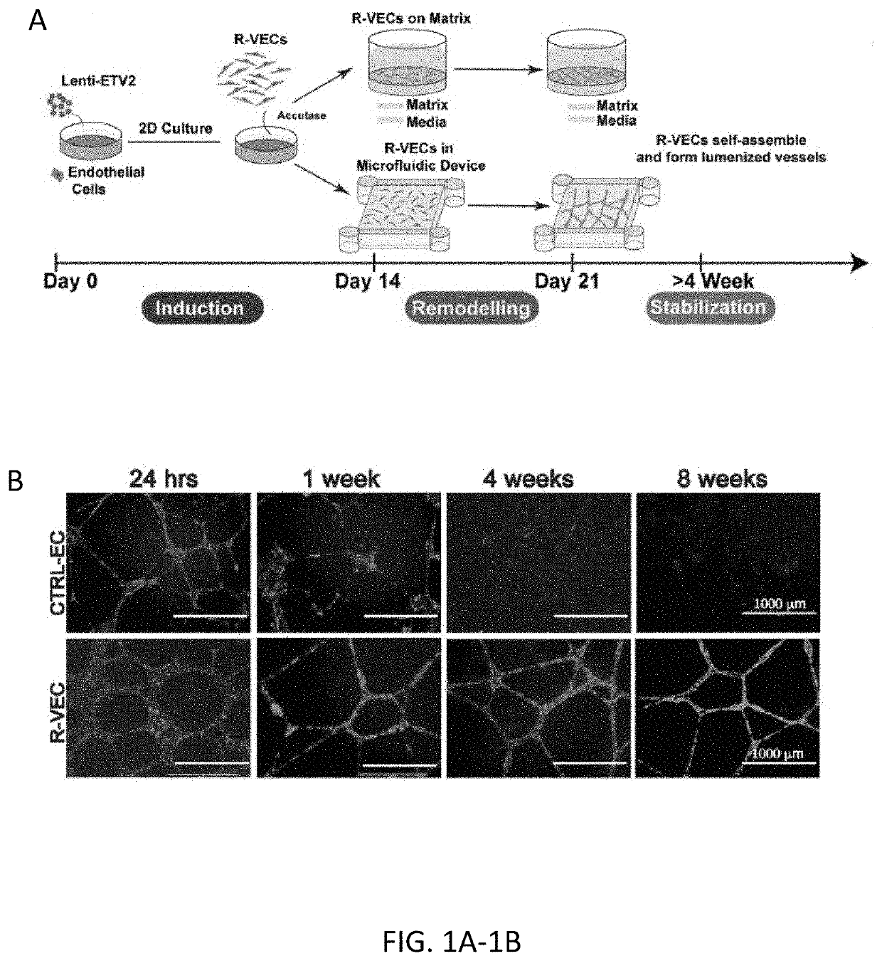 Methods of functional vascularization of pancreatic islets and beta-cell organoids