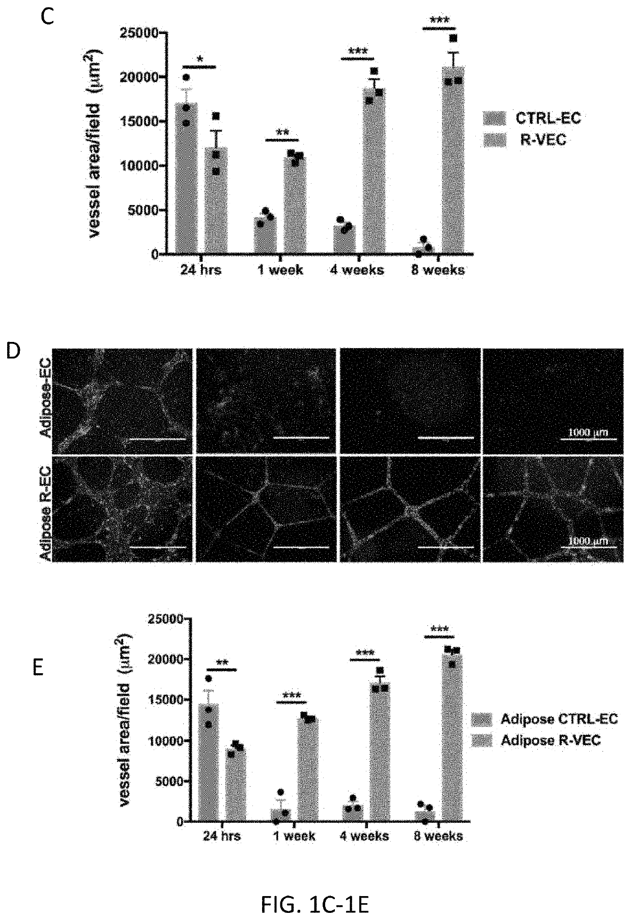 Methods of functional vascularization of pancreatic islets and beta-cell organoids