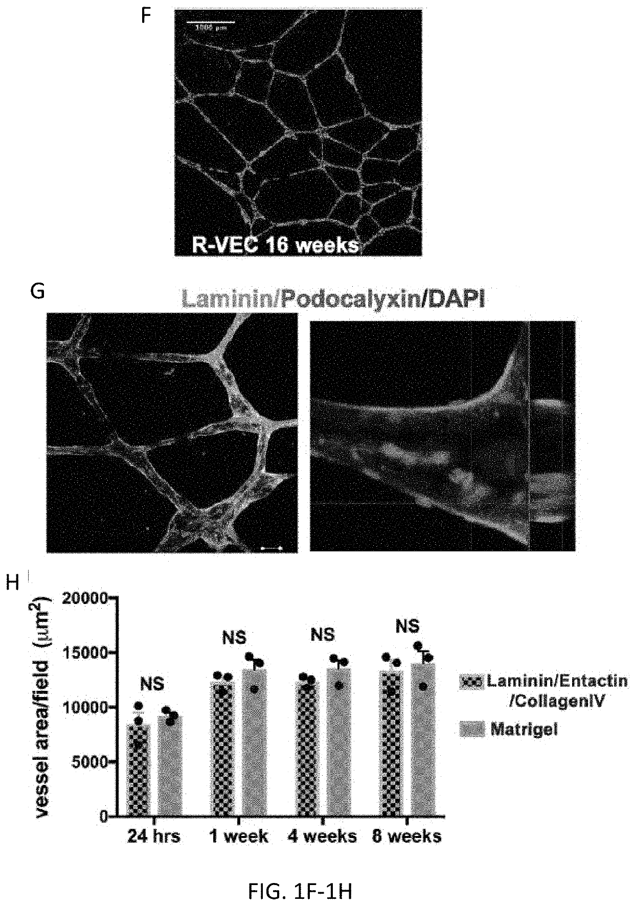 Methods of functional vascularization of pancreatic islets and beta-cell organoids