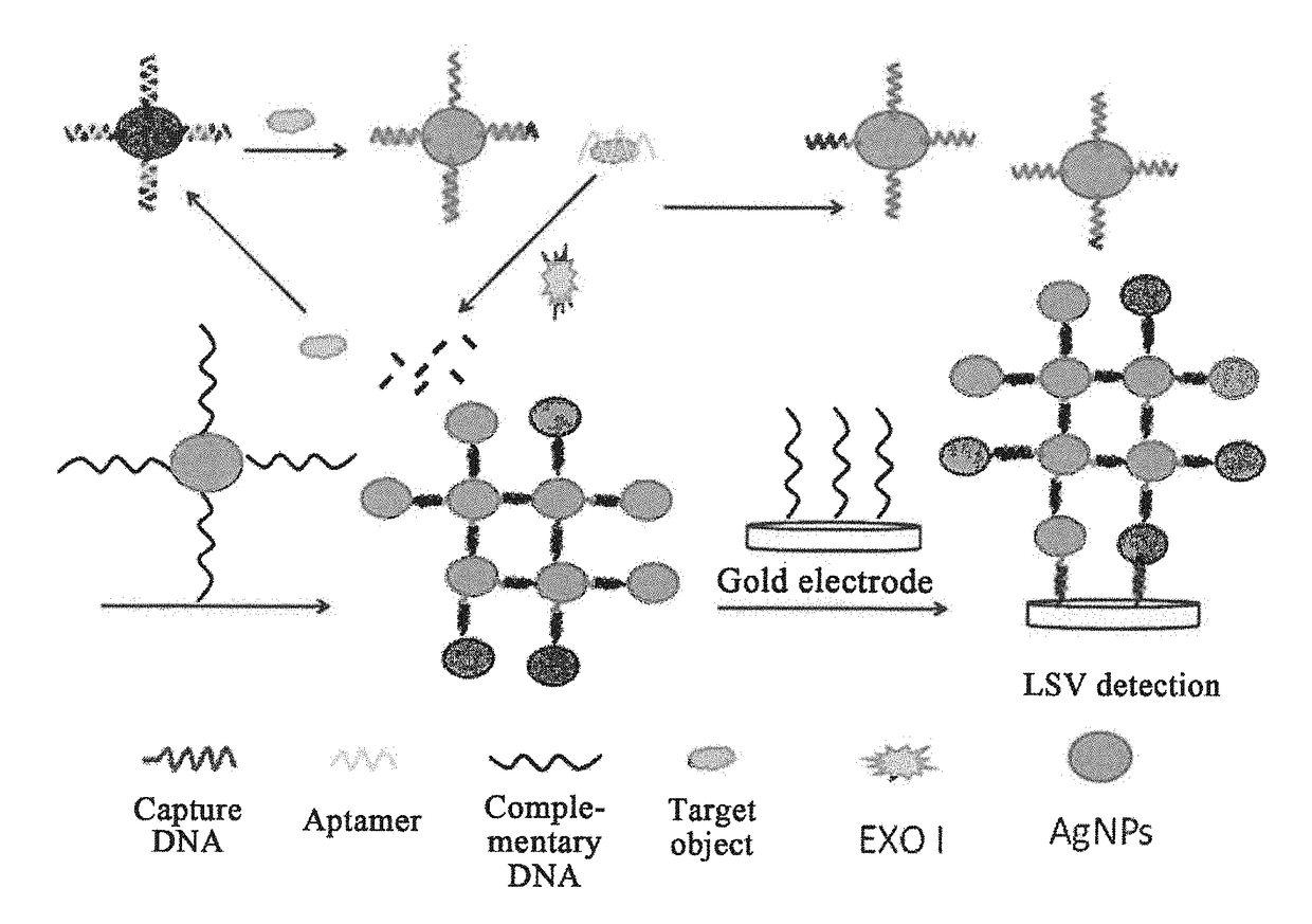 Electrochemical biosensor based on aptamer/nano silver probe and exo i enzyme